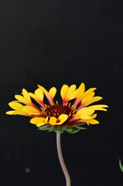 Bahçedeki güzel çiçek 