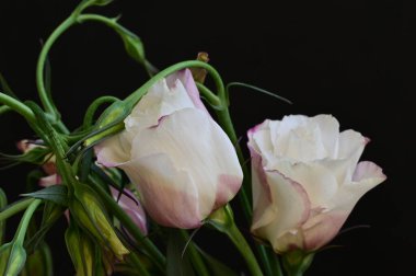 Bahçedeki güzel çiçekler 