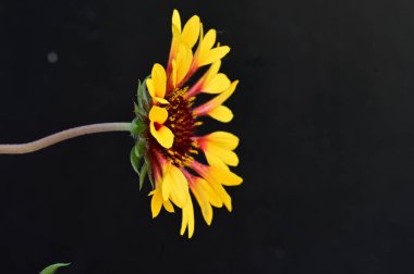 Bahçedeki güzel çiçek 