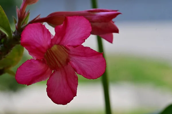 Krásný Růžový Kvetoucí Jarní Květiny Venku — Stock fotografie