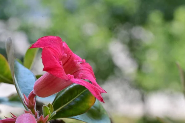 Gyönyörű Virág Kertben — Stock Fotó
