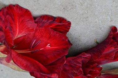 Güzel çiçek gladiolus, yaklaş. 