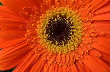 Bahçedeki güzel çiçek 