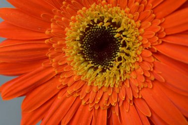 Bahçedeki güzel çiçek 