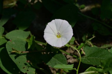 Bahçedeki güzel çiçek 