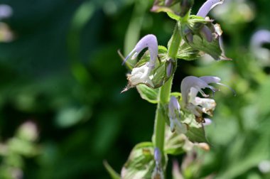 Bahçedeki güzel çiçek 