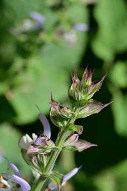 Bahçedeki güzel çiçek 