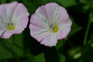 Çiçekleri kapat, Flora.