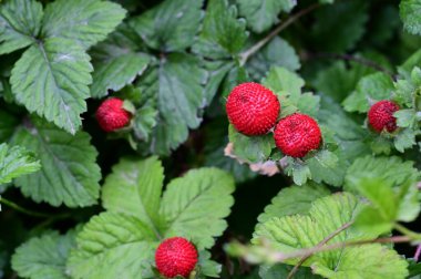 Bahçede yetişen olgun kırmızı çilekler. 