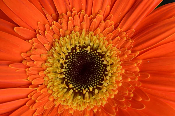 Красива Квітка Саду — стокове фото
