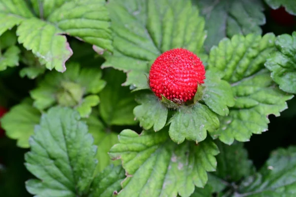 Κόκκινες Ώριμες Φράουλες Που Αναπτύσσονται Στον Κήπο — Φωτογραφία Αρχείου