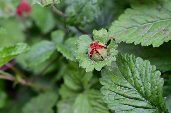 stock image red ripe strawberries growing in the garden 