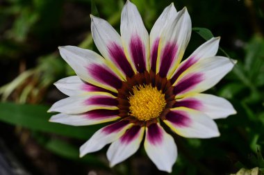 Güzel çiçeğe yaklaş, Flora.