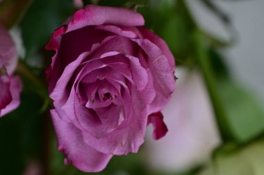 Güzel gül çiçeğine yaklaş, Flora