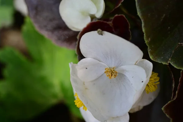 Close Van Mooie Bloemen Flora — Stockfoto