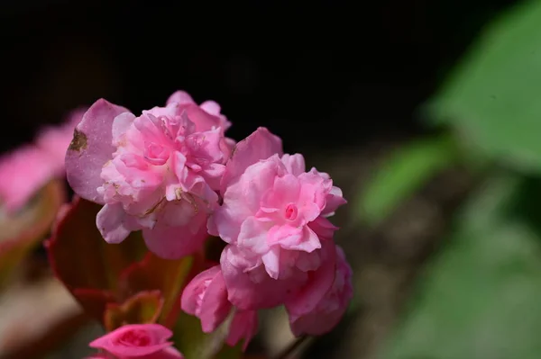 Zbliżenie Piękne Kwiaty Flora — Zdjęcie stockowe