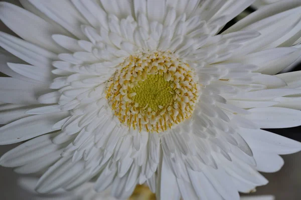 Крупным Планом Красивый Цветок Флора — стоковое фото