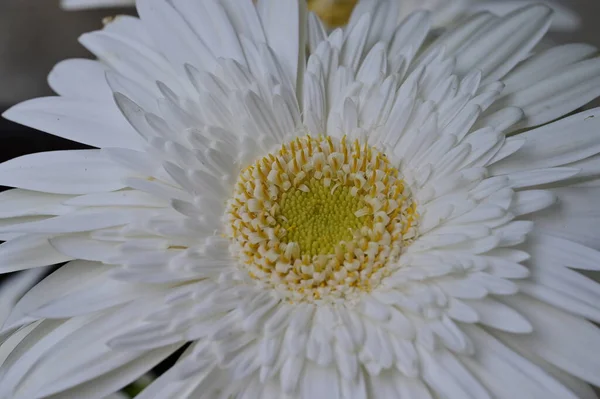 Közel Gyönyörű Virág Növény — Stock Fotó