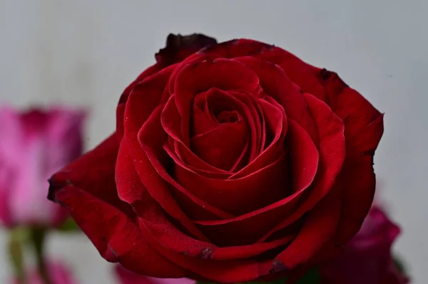 Close Beautiful Rose Flower Flora — Stock Photo, Image