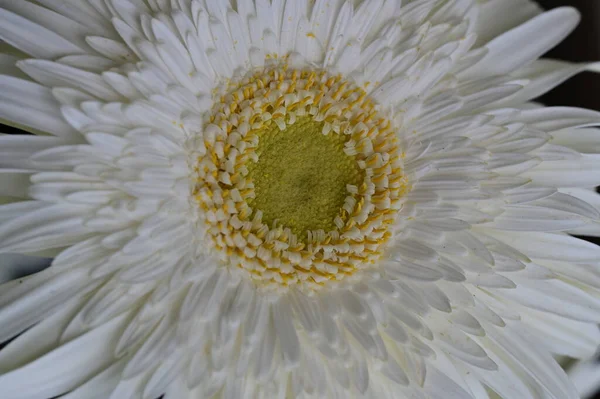 Zbliżenie Piękny Kwiat Flora — Zdjęcie stockowe