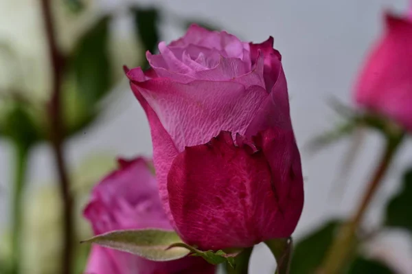 Close Belas Flores Rosas Flora — Fotografia de Stock