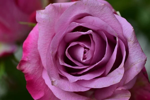 Close Bela Rosa Flor Flora — Fotografia de Stock