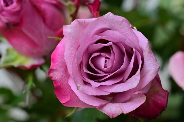 Close Bela Rosa Flor Flora — Fotografia de Stock