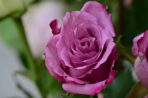 Close Beautiful Rose Flower Flora — стоковое фото