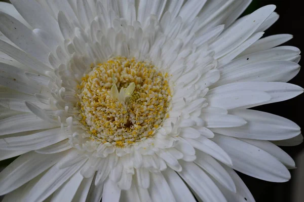 Nahaufnahme Der Schönen Blume Flora — Stockfoto