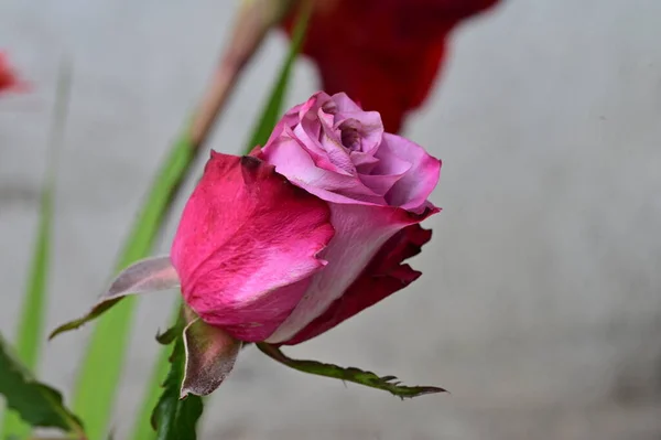 Κοντινό Πλάνο Του Όμορφου Λουλουδιού Τριαντάφυλλου Χλωρίδας — Φωτογραφία Αρχείου