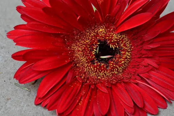 Güzel Çiçeğe Yaklaş Flora — Stok fotoğraf