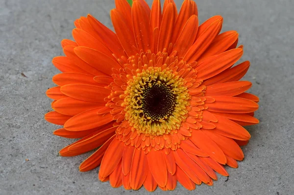 Κοντινό Πλάνο Του Όμορφου Λουλουδιού Χλωρίδας — Φωτογραφία Αρχείου