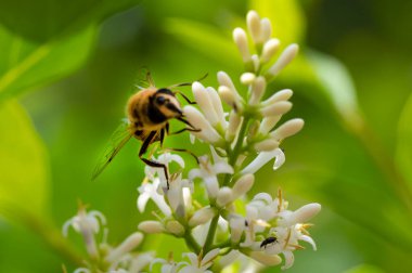 Bahçedeki güzel çiçekte bir arı 