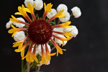 Çiçekleri kapat, Flora.