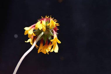 Güzel çiçeğe yaklaş, Flora.