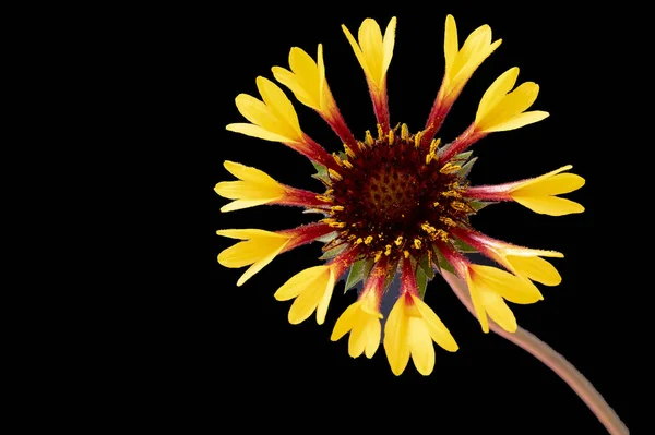 Nahaufnahme Der Schönen Blume Flora — Stockfoto