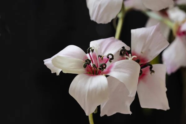 Close Flores Bonitas Flora — Fotografia de Stock