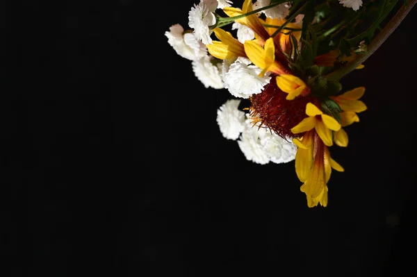Close Van Mooie Bloemen Flora — Stockfoto