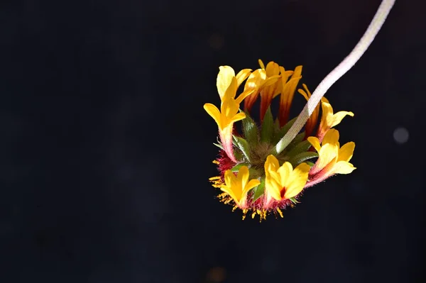 Close Beautiful Flower Flora — Stock Photo, Image