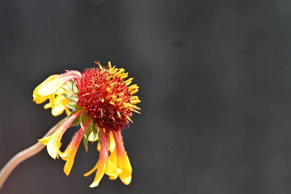 Närbild Vacker Blomma Flora — Stockfoto