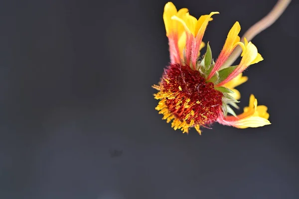 아름다운 식물상의 — 스톡 사진