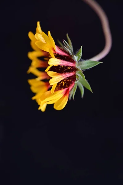 Κοντινό Πλάνο Του Όμορφου Λουλουδιού Χλωρίδας — Φωτογραφία Αρχείου