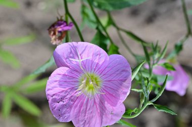 Güzel çiçeğe yaklaş.