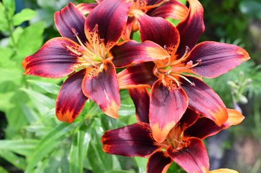 Güzel zambakların çiçeklerini kapat.