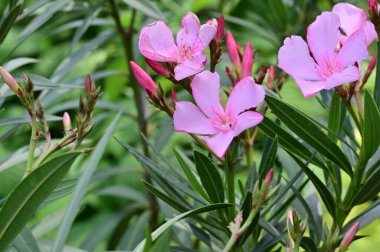 Kapatın güzel çiçekleri