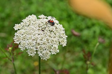 Böcekli güzel beyaz çiçek 