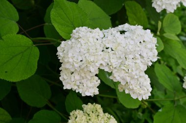 Kapatın güzel çiçekleri