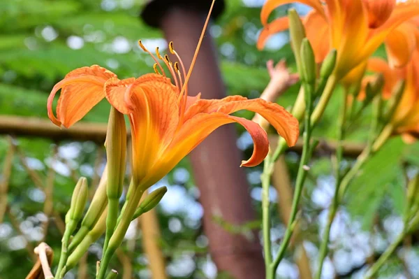 Zbliżenie Piękne Lilie Kwiaty — Zdjęcie stockowe