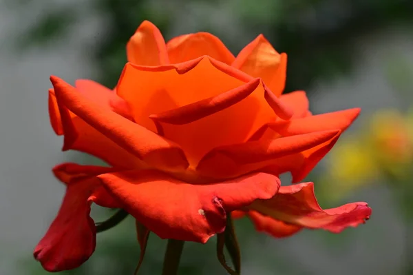 Zbliżenie Piękny Kwiat Róży — Zdjęcie stockowe