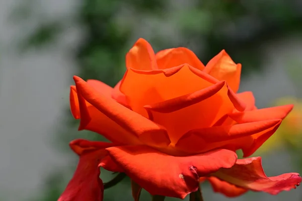 Lähikuva Kaunis Ruusu Kukka — kuvapankkivalokuva